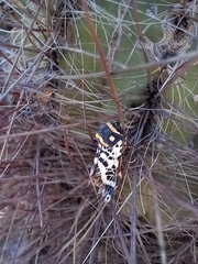 Chlanidophora patagiata