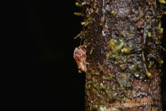 Hyperyboella orphania