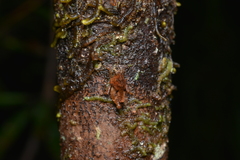 Hyperyboella orphania