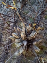 Tillandsia pedicellata