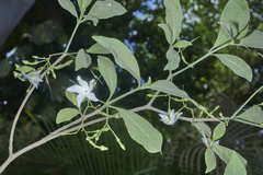 Tabernaemontana amygdalifolia