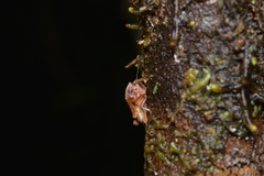 Hyperyboella orphania