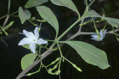 Tabernaemontana amygdalifolia