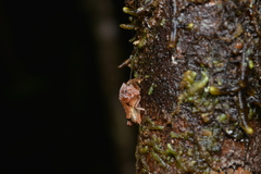 Hyperyboella orphania