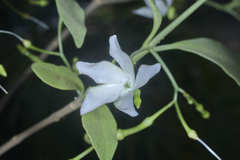 Tabernaemontana amygdalifolia
