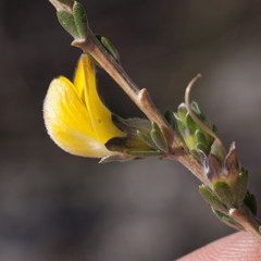 Aspalathus oblongifolia