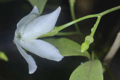 Tabernaemontana amygdalifolia