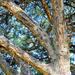 Vachellia sieberiana woodii - Photo (c) Igmar Grewar,  זכויות יוצרים חלקיות (CC BY-NC), הועלה על ידי Igmar Grewar