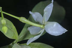 Tabernaemontana amygdalifolia