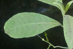 Tabernaemontana amygdalifolia