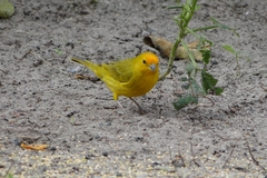 Sicalis flaveola