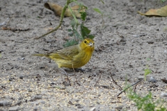 Sicalis flaveola