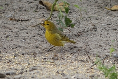 Sicalis flaveola