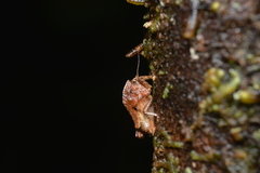 Hyperyboella orphania