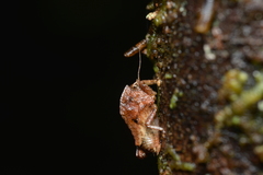 Hyperyboella orphania