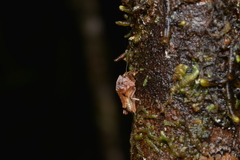 Hyperyboella orphania