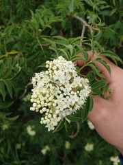 Sambucus australis