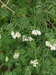 Sambucus australis