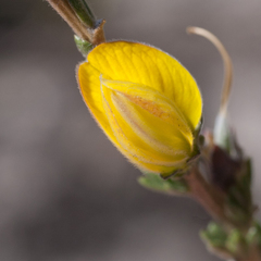 Aspalathus oblongifolia