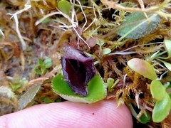 Corybas orbiculatus