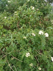 Sambucus australis
