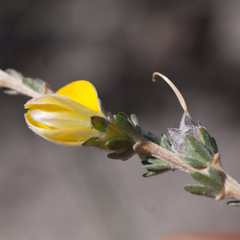Aspalathus oblongifolia