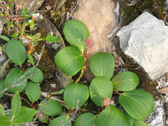 Salix reticulata