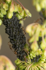 Aphis sambuci