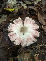 Agaricus leptocaulis