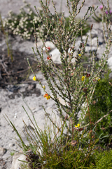 Aspalathus oblongifolia