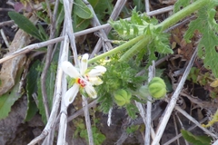 Blumenbachia insignis