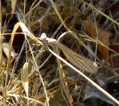 Archilestes californicus