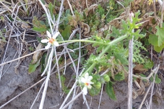 Blumenbachia insignis