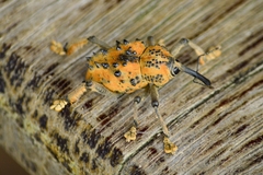 Ozopherus muricatus