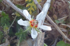 Blumenbachia insignis