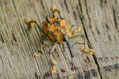 Ozopherus muricatus