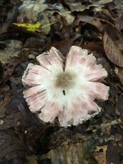 Agaricus leptocaulis