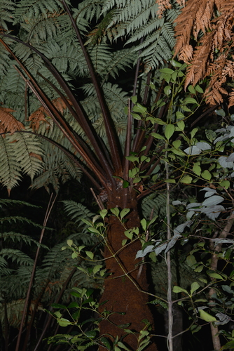 Dicksonia baudouinii observed 2021-08-14