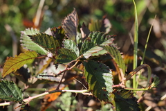 Rubus oklahomus