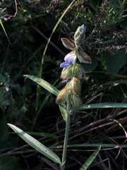 Crotalaria sessiliflora