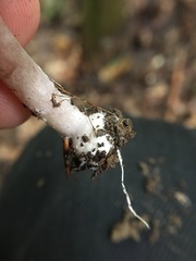 Agaricus leptocaulis