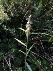 Crotalaria sessiliflora