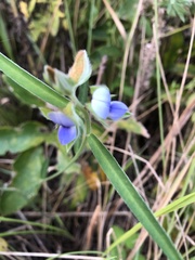 Crotalaria sessiliflora