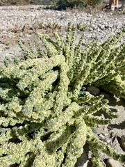 Halogeton