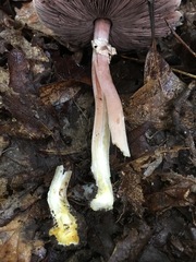 Agaricus leptocaulis