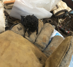 Chalinolobus gouldii