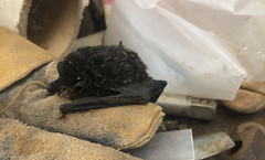 Chalinolobus gouldii