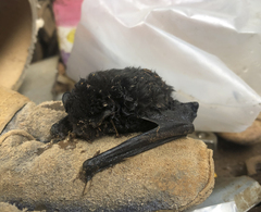 Chalinolobus gouldii