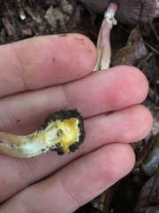 Agaricus leptocaulis