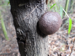 Daldinia concentrica